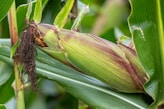 Vietnamese Corn