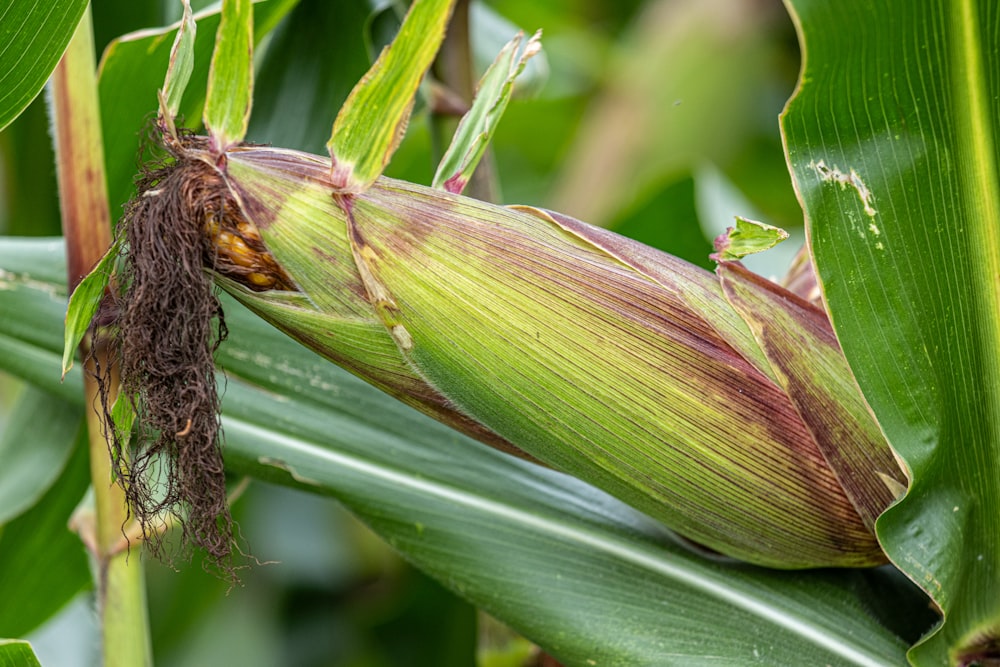 a close up of a plant with a bug on it