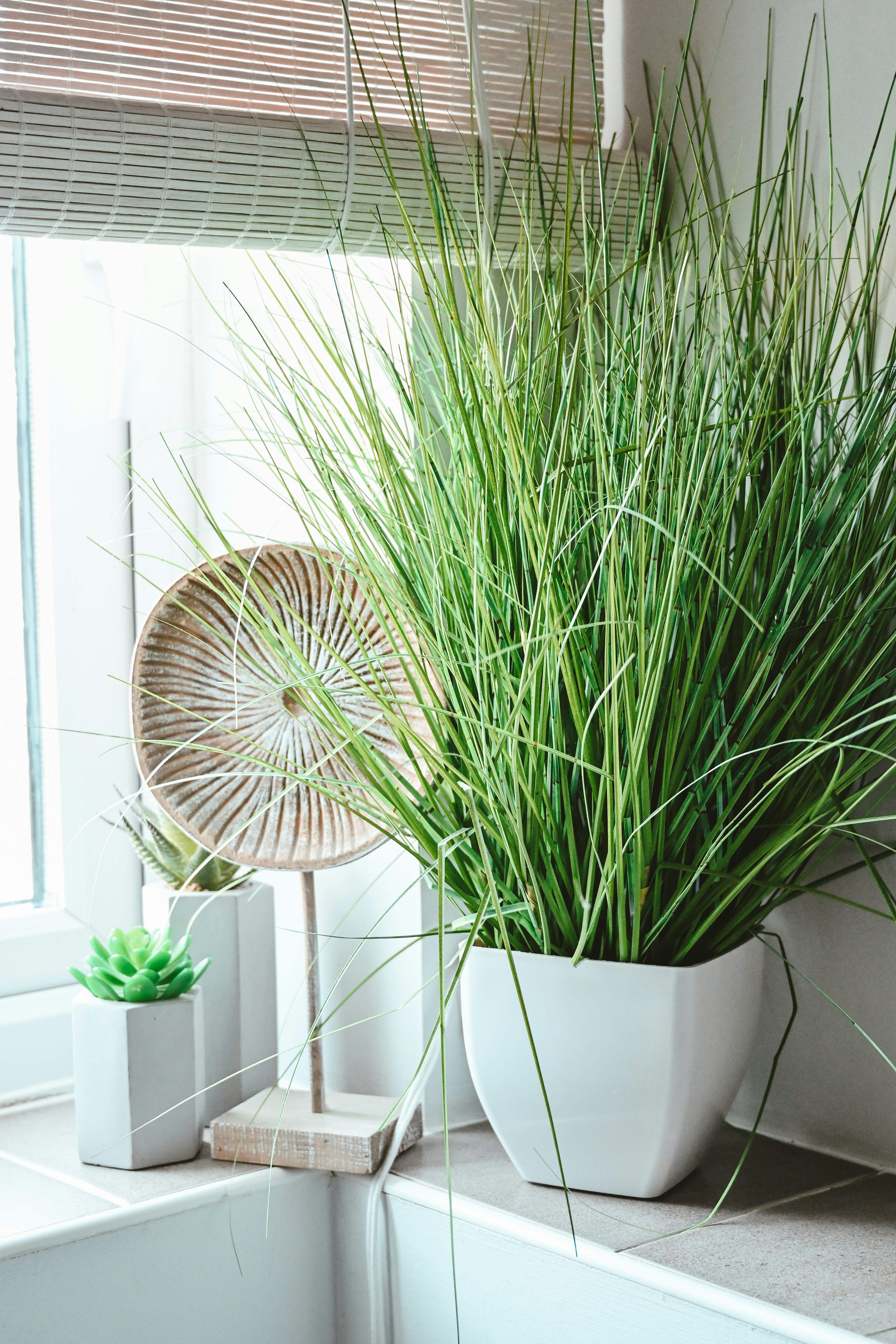 a green plant in a white pot on a window sill