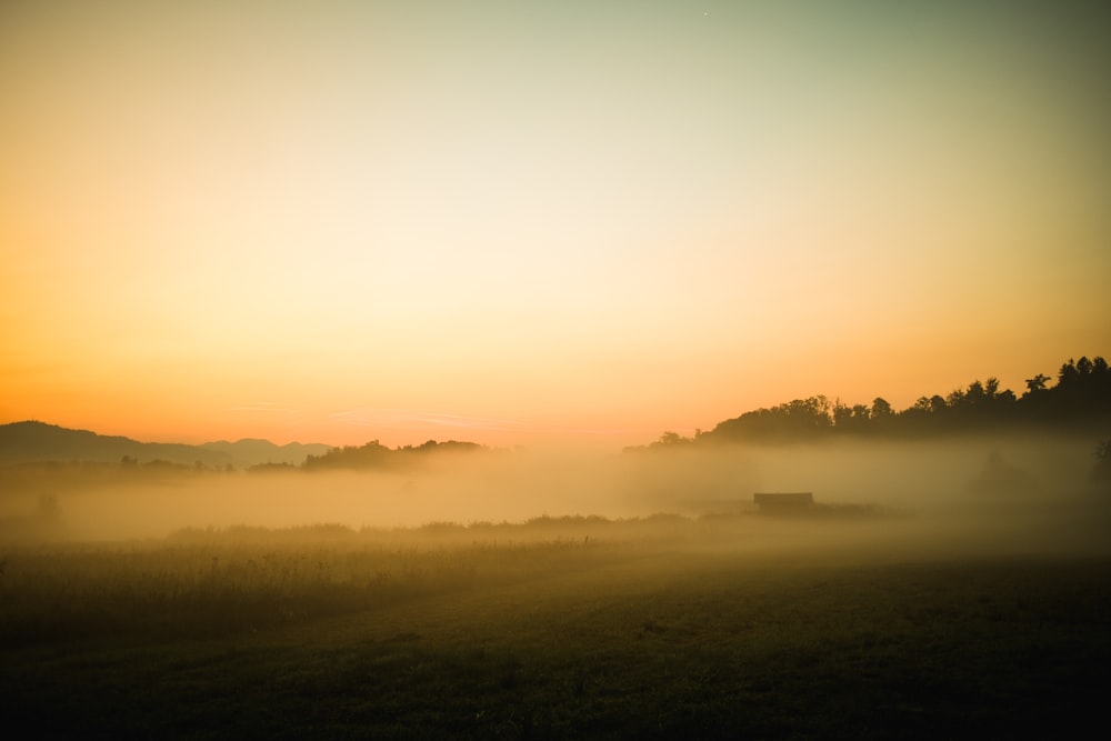 a foggy field with a few cows in the distance