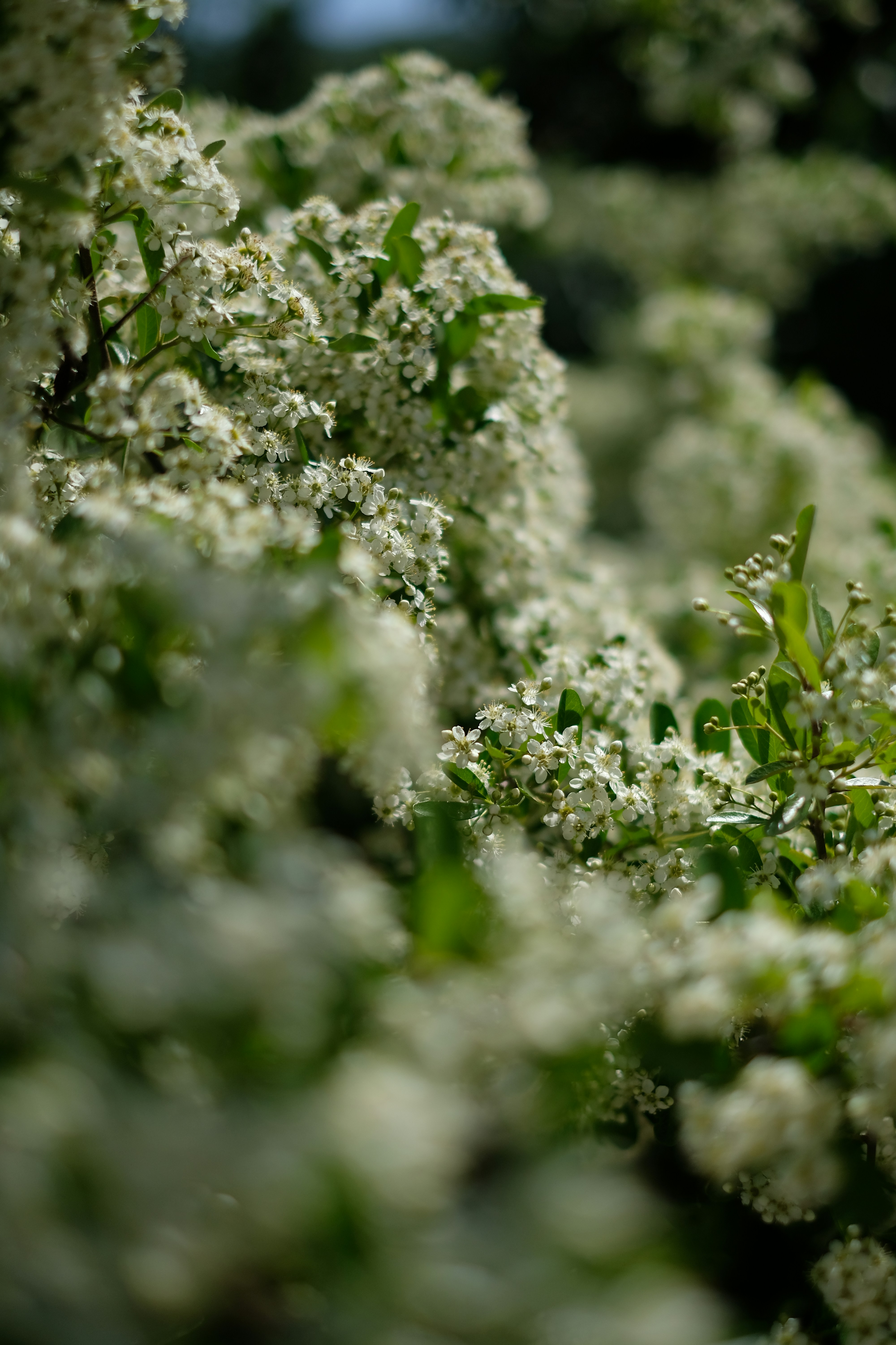 Terpene Driven Aromas How to Read Flavor Notes and Pick Your Ideal Profile