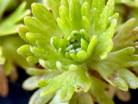 Close-up of a small 3D printed model with intricate textures beside bright green plants.