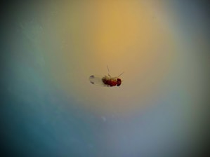 A close-up view of a small insect, possibly a fruit fly, against a gradient background that transitions from blue to yellow. The insect has a red head and a translucent body and wings.