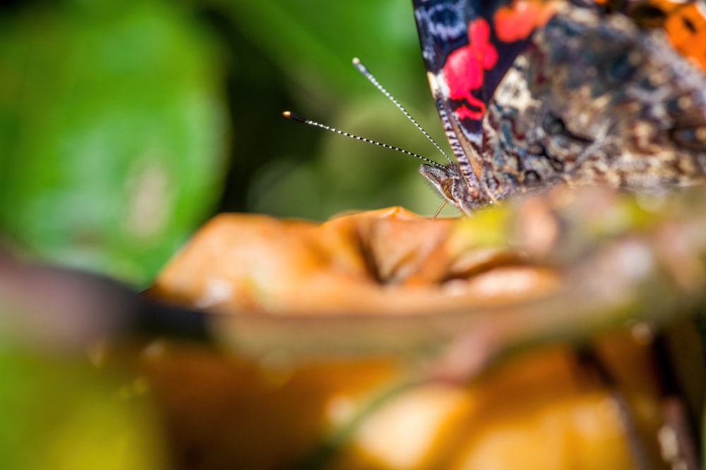 a colorful butterfly sitting on top of an apple