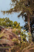 Sunflowers growing along a fence, their faces turned toward the sun.