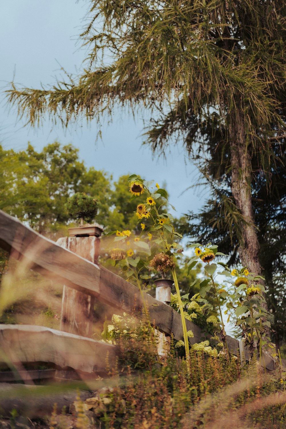 a bird is perched on a fence near a tree