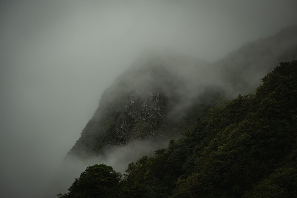 手前に木々が生い茂る霧に覆われた山