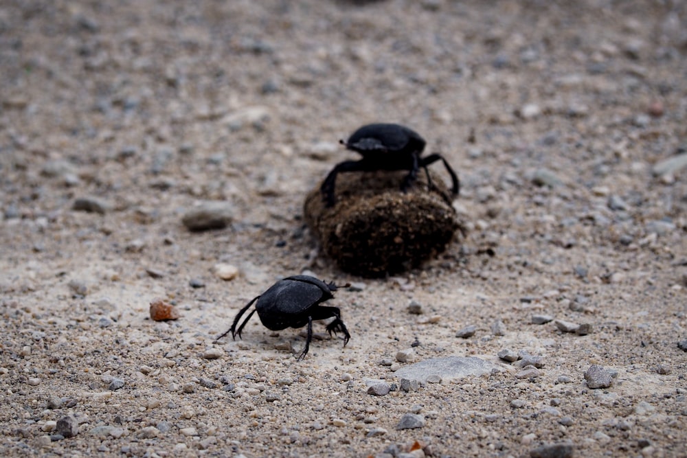 a couple of black bugs standing on top of a rock