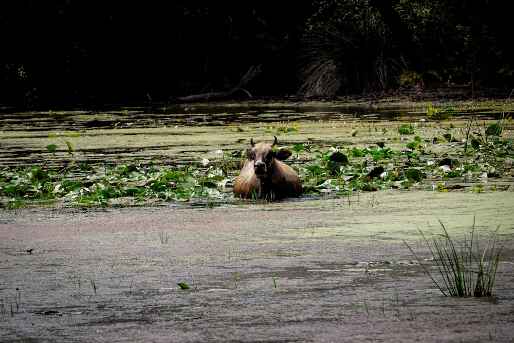 a cow laying down in a swampy area