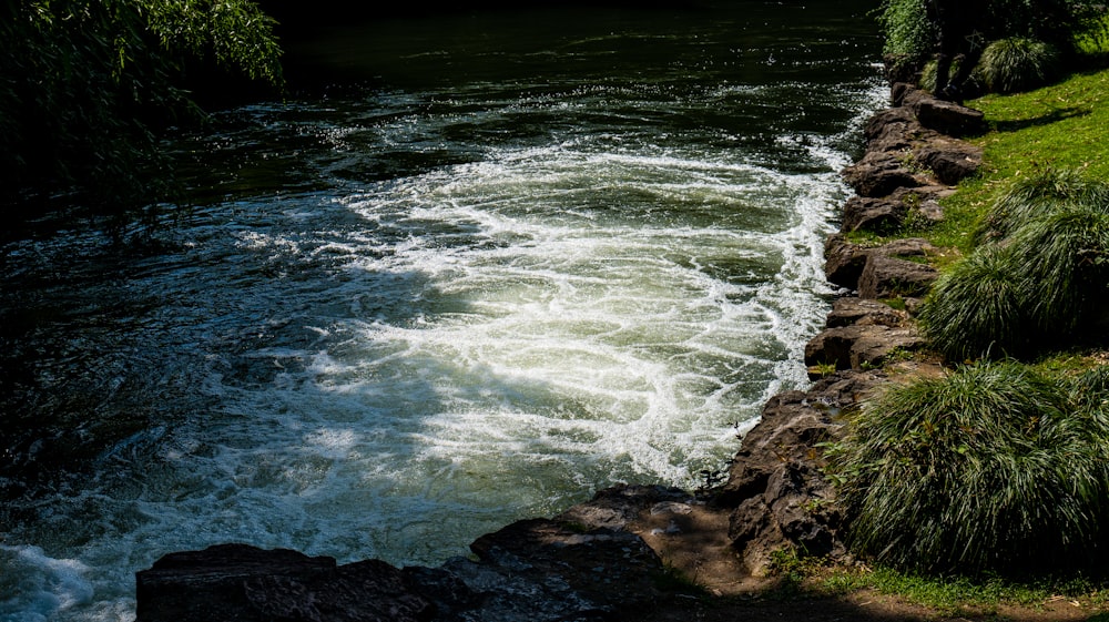 a river running through a lush green forest