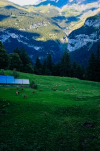 A lush green landscape with grazing deer on a grassy hillside, surrounded by dense forest and towering mountains. In the foreground, a series of solar panels is visible, indicating a harmonious blend of nature and technology.