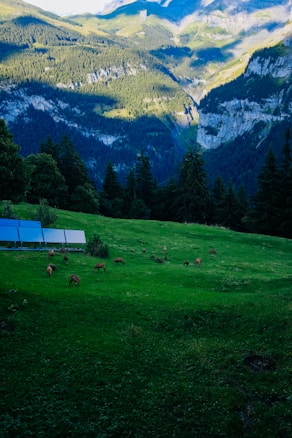 A lush green landscape with grazing deer on a grassy hillside, surrounded by dense forest and towering mountains. In the foreground, a series of solar panels is visible, indicating a harmonious blend of nature and technology.