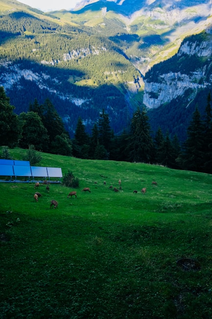 A lush green landscape with grazing deer on a grassy hillside, surrounded by dense forest and towering mountains. In the foreground, a series of solar panels is visible, indicating a harmonious blend of nature and technology.