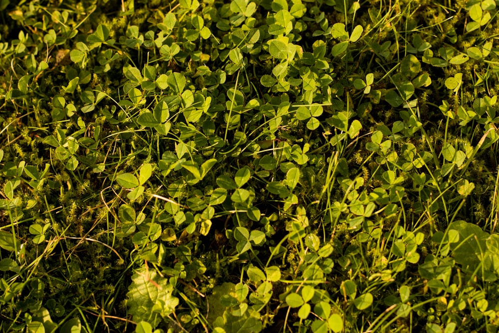 a bunch of green plants that are in the grass