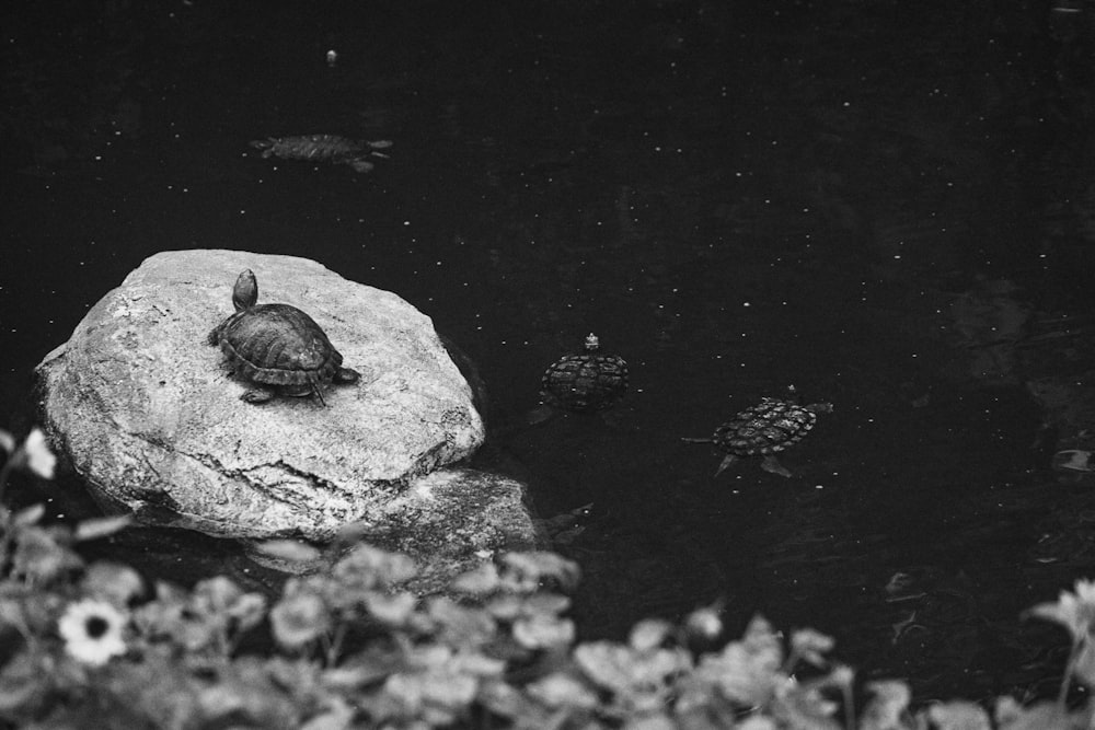 a turtle is sitting on a rock in a pond