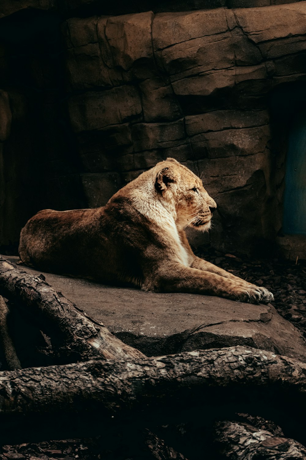 a large lion laying on top of a rock covered ground