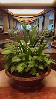 A large potted plant with lush green leaves is placed in the center of an elegant lobby or hallway. In the background, there are softly lit seating areas with modern chairs and tables. The ceiling features broad decorative beams, and there are two large flags hanging on the walls. Soft ambient light filters through the space, creating a warm and welcoming atmosphere.