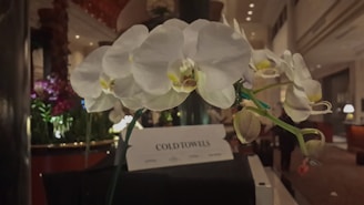 Inviting spa reception area with soft lighting and elegant white orchid decorations.