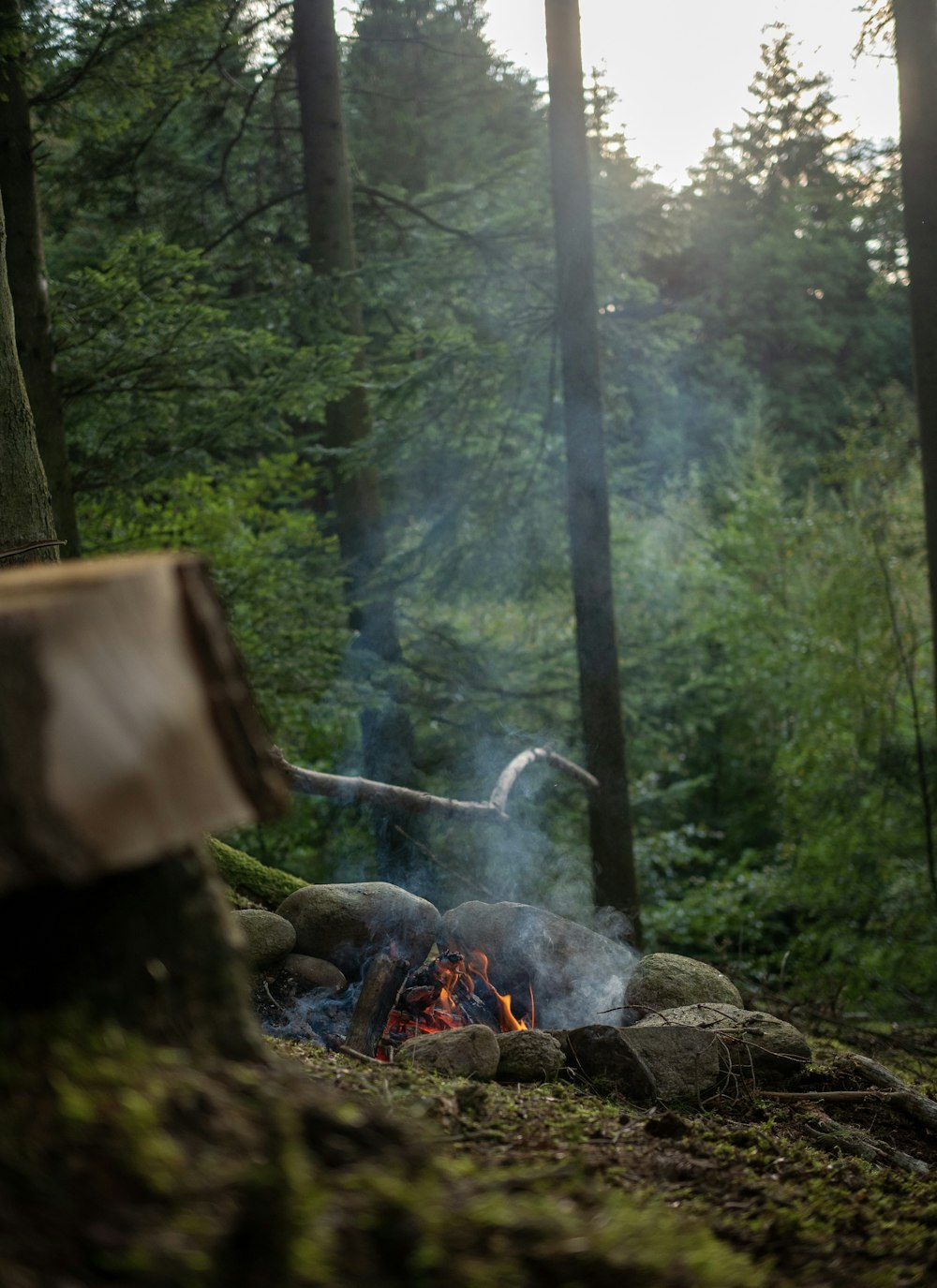 a campfire in the middle of a forest