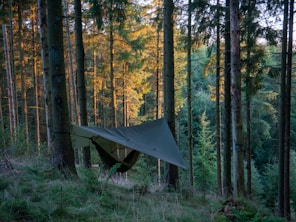 a hammock in the middle of a forest