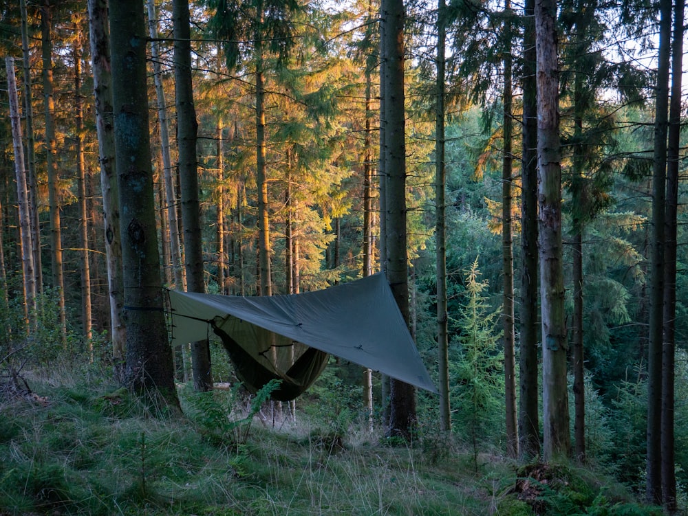 a hammock in the middle of a forest