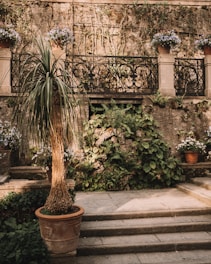 An outdoor scene featuring a stone staircase leading to a terrace with ornate wrought iron railing. Several potted plants, including a tall potted tree and colorful flowering plants, decorate the area. The stone walls are covered in creeping plants and ferns, creating a rustic and natural atmosphere.