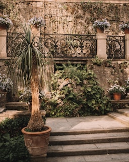 An outdoor scene featuring a stone staircase leading to a terrace with ornate wrought iron railing. Several potted plants, including a tall potted tree and colorful flowering plants, decorate the area. The stone walls are covered in creeping plants and ferns, creating a rustic and natural atmosphere.