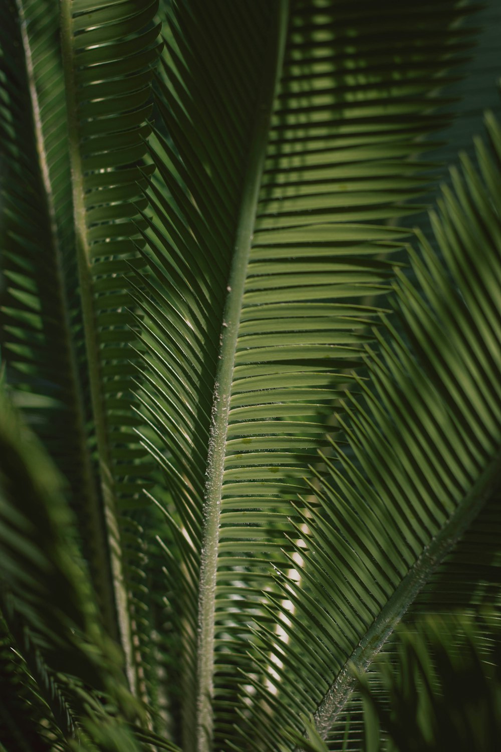 a close up of a green palm tree