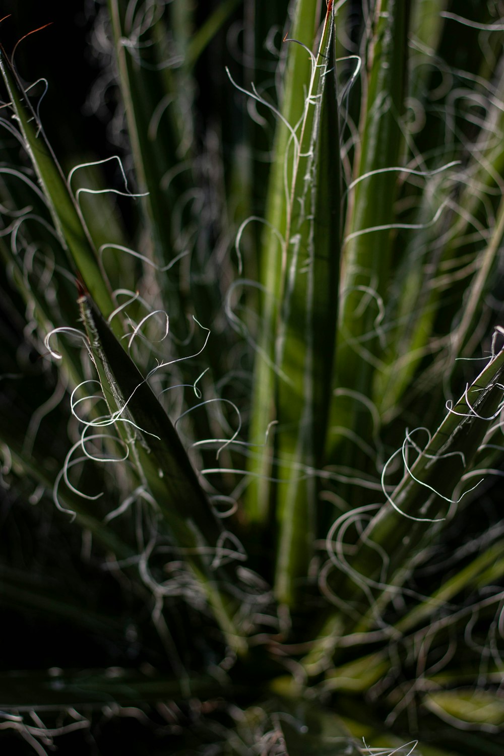 a close up of a green plant with lots of white lines on it