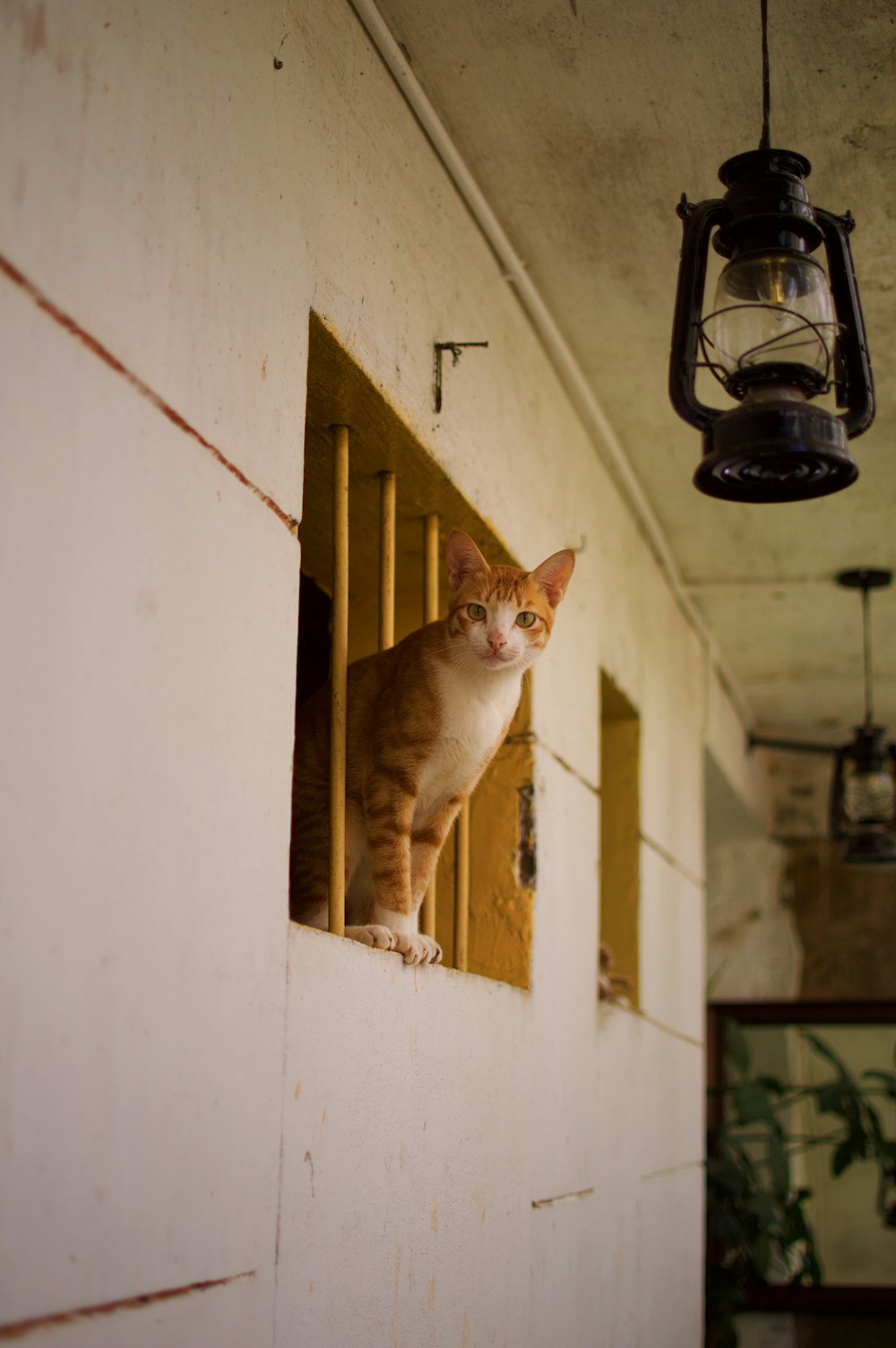 um gato laranja e branco sentado em um parapeito da janela