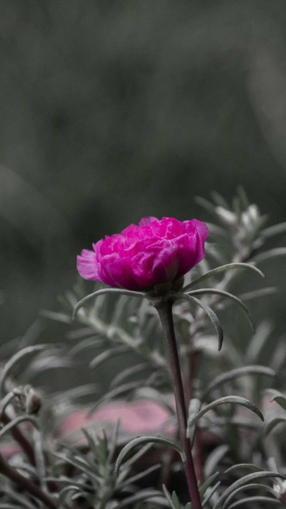 a pink flower is in the middle of a bush