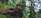 A dog stands majestically on a large rock surrounded by dense green forest. Tall trees with lush foliage envelop the scene, creating a serene and natural environment.