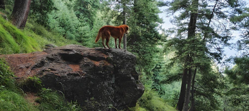 A happy dog wearing verdantpaw gear standing proudly on a rocky outcrop overlooking a dense green forest.
