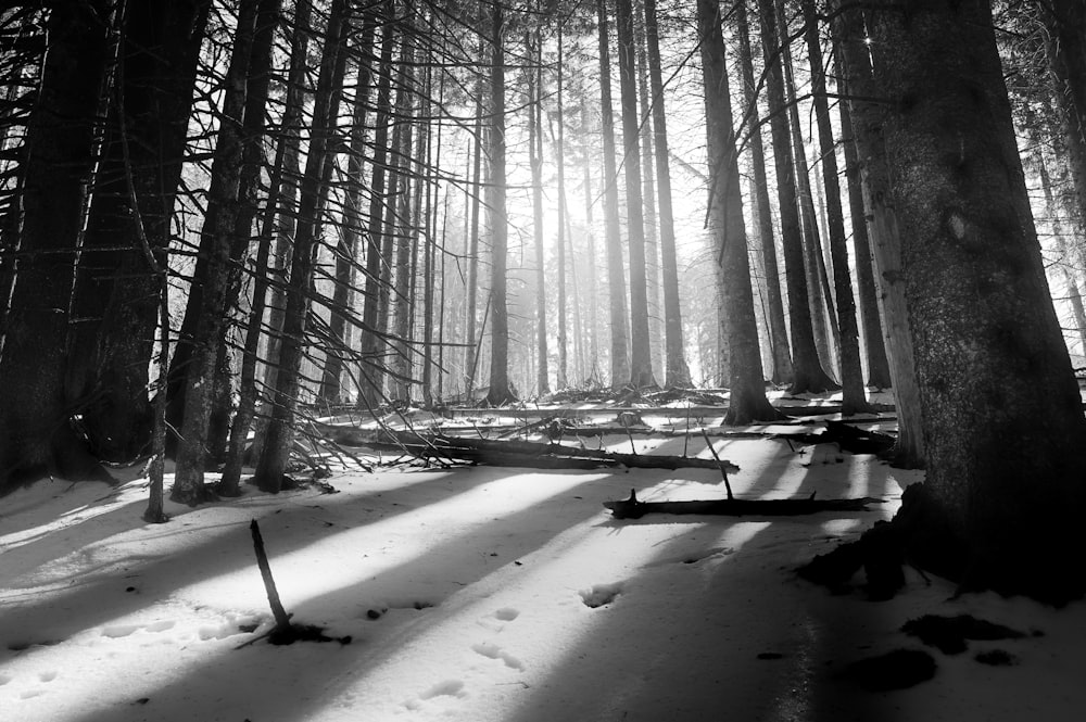 Ein Wald voller Bäume, die mit Schnee bedeckt sind