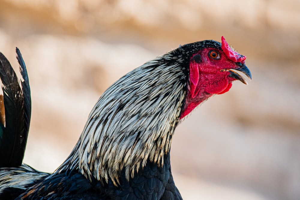 a close up of a rooster with a blurry background