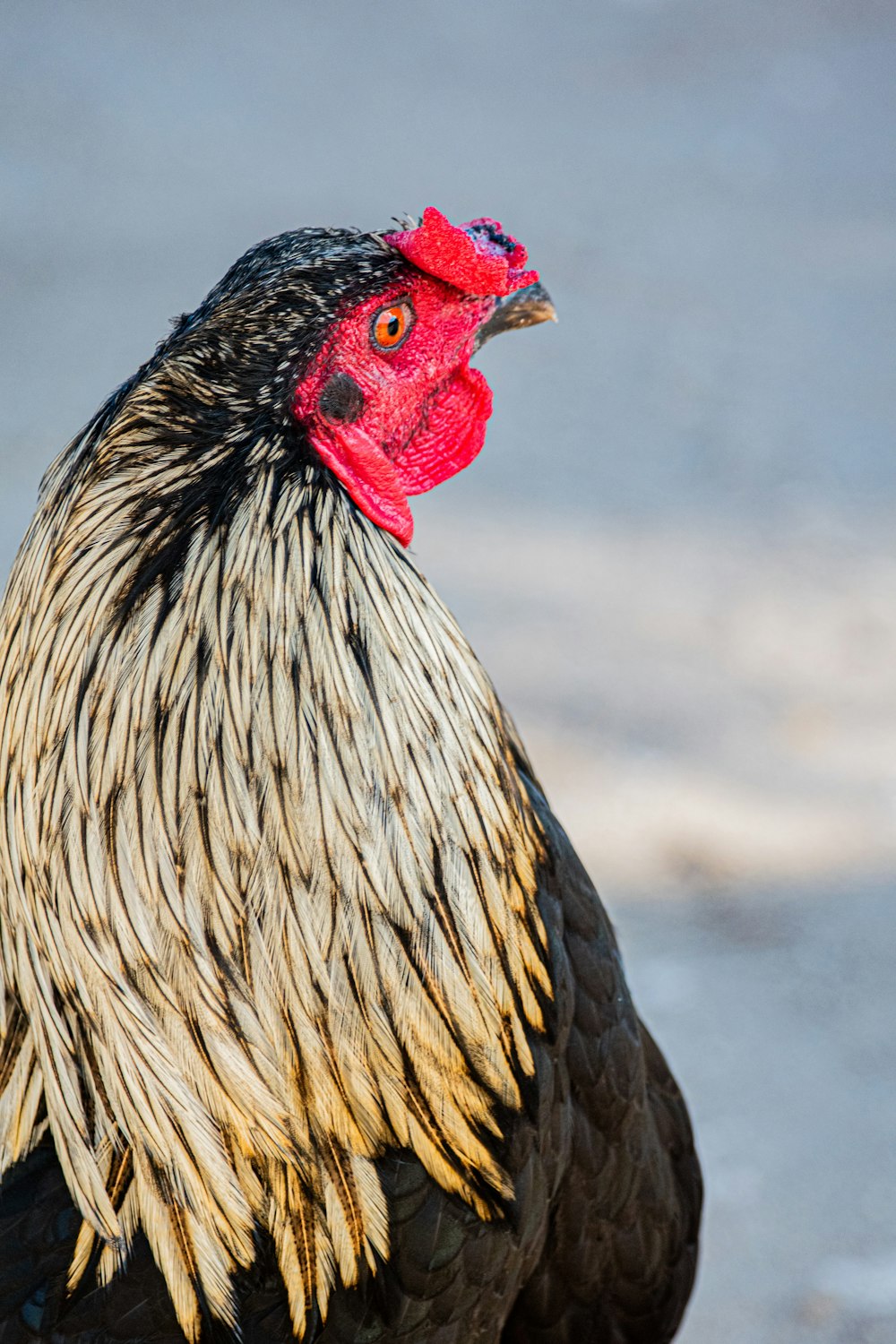 a close up of a rooster with a red head
