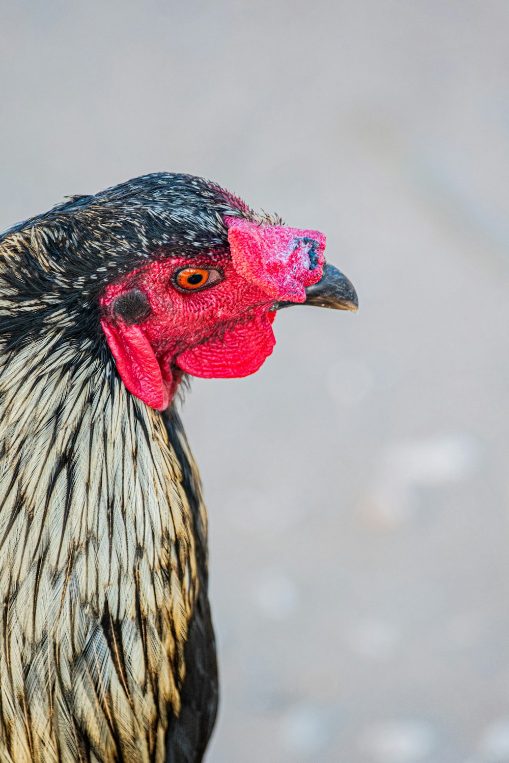 a close up of a bird with a red head