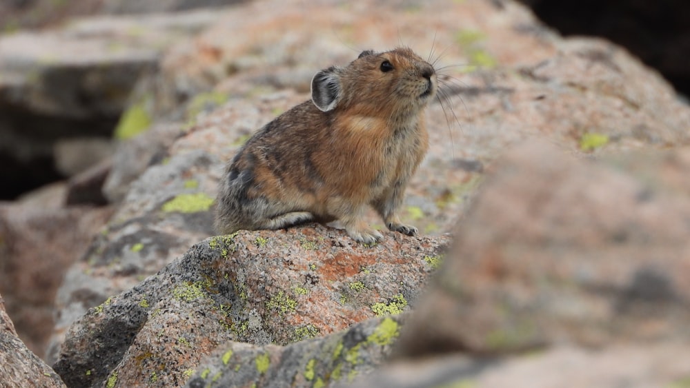 a small rodent sitting on top of a rock