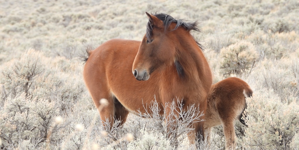 Breeding Services