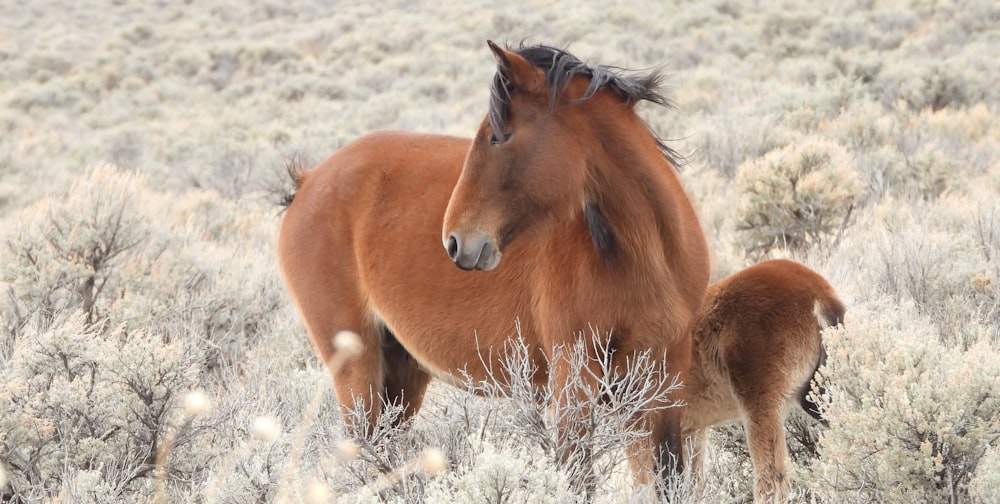 Un caballo marrón parado junto a un caballo bebé en un campo