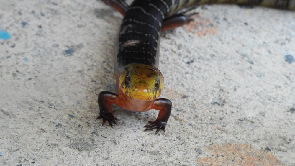 a close up of a lizard on the ground
