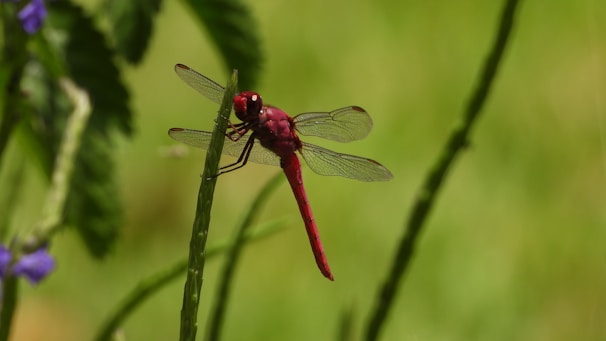 A vibrant red dragonfly rests on a slender green stalk, surrounded by softly focused greenery. Its delicate wings are intricately veined and translucent, casting subtle shadows against its body.