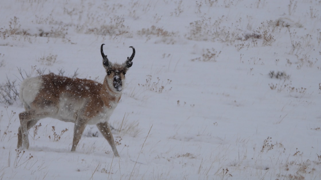 Pronghorn buck standing on Wyoming sagebrush flat at golden hour
