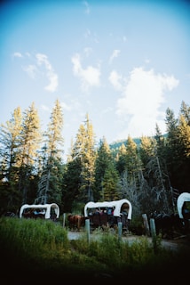 Campers pulling handcarts along a dusty trail surrounded by tall pine trees under a bright blue sky.