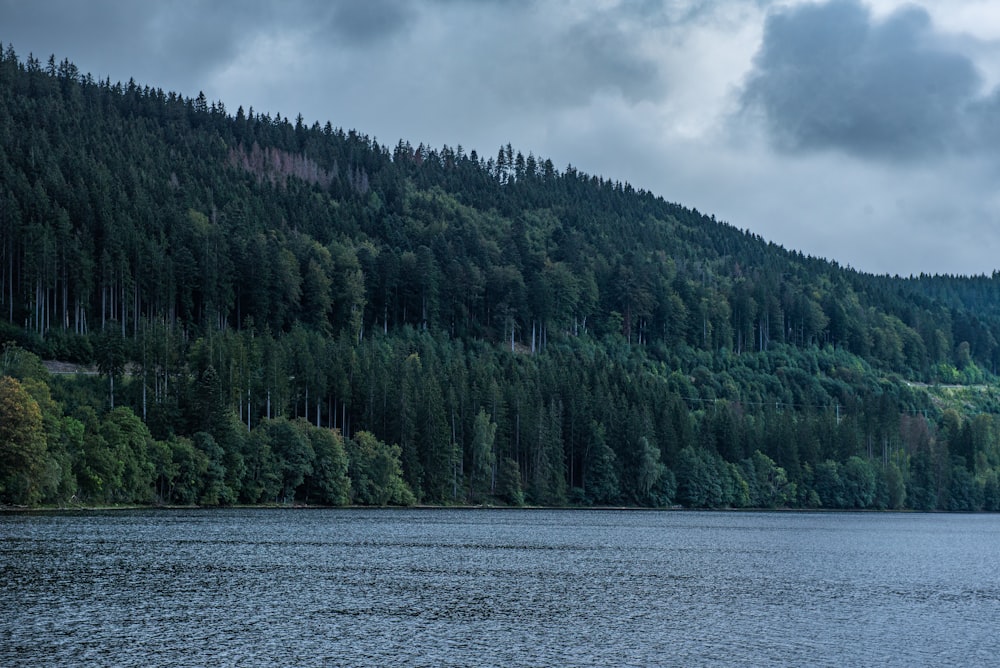 a large body of water surrounded by a forest