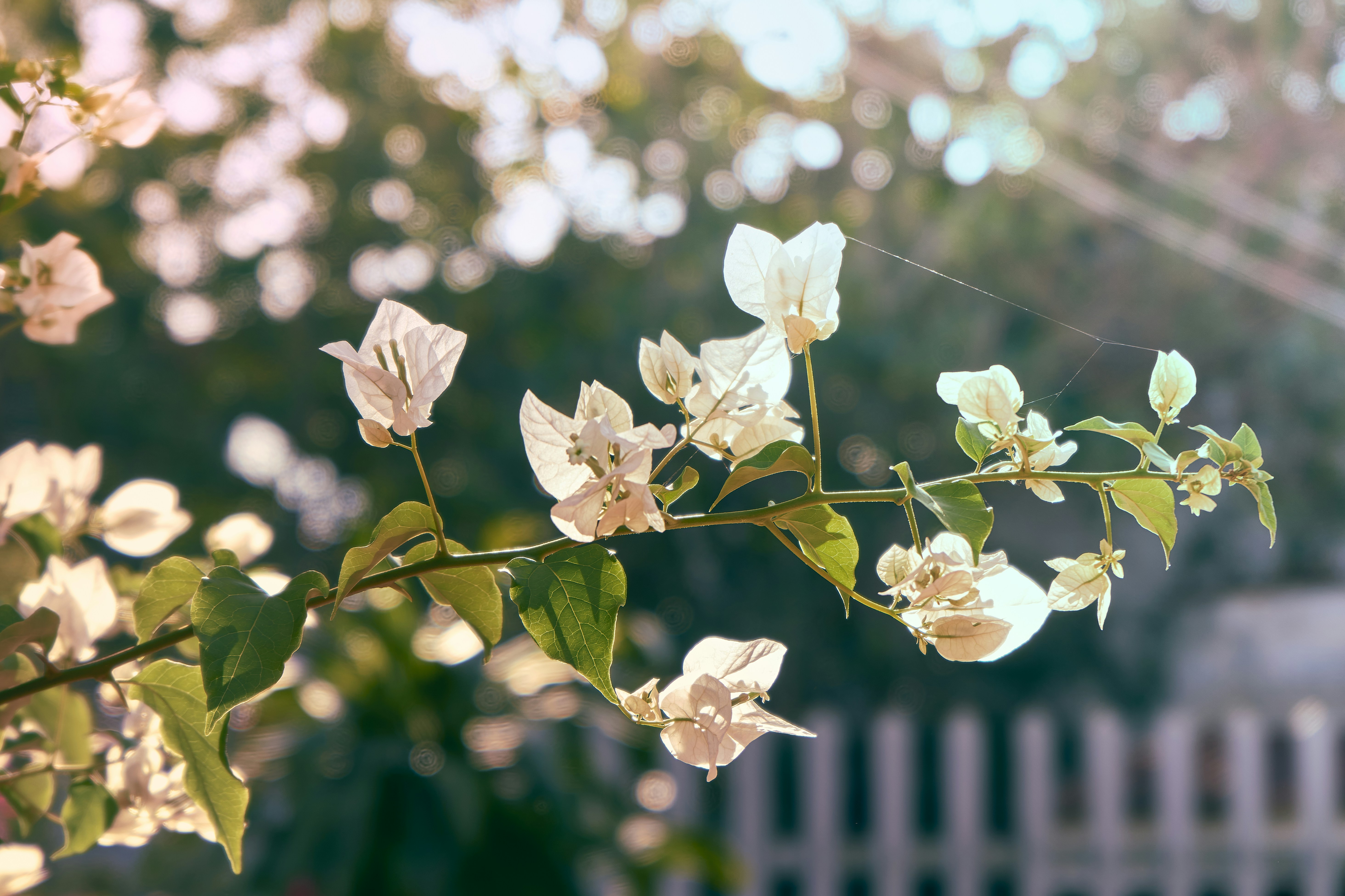 Photo by nguyen_phong