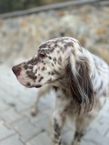 A side profile of a spotted dog with long ears and a smooth coat. The dog is in focus while the background is blurred, showing a stone wall and pavement.