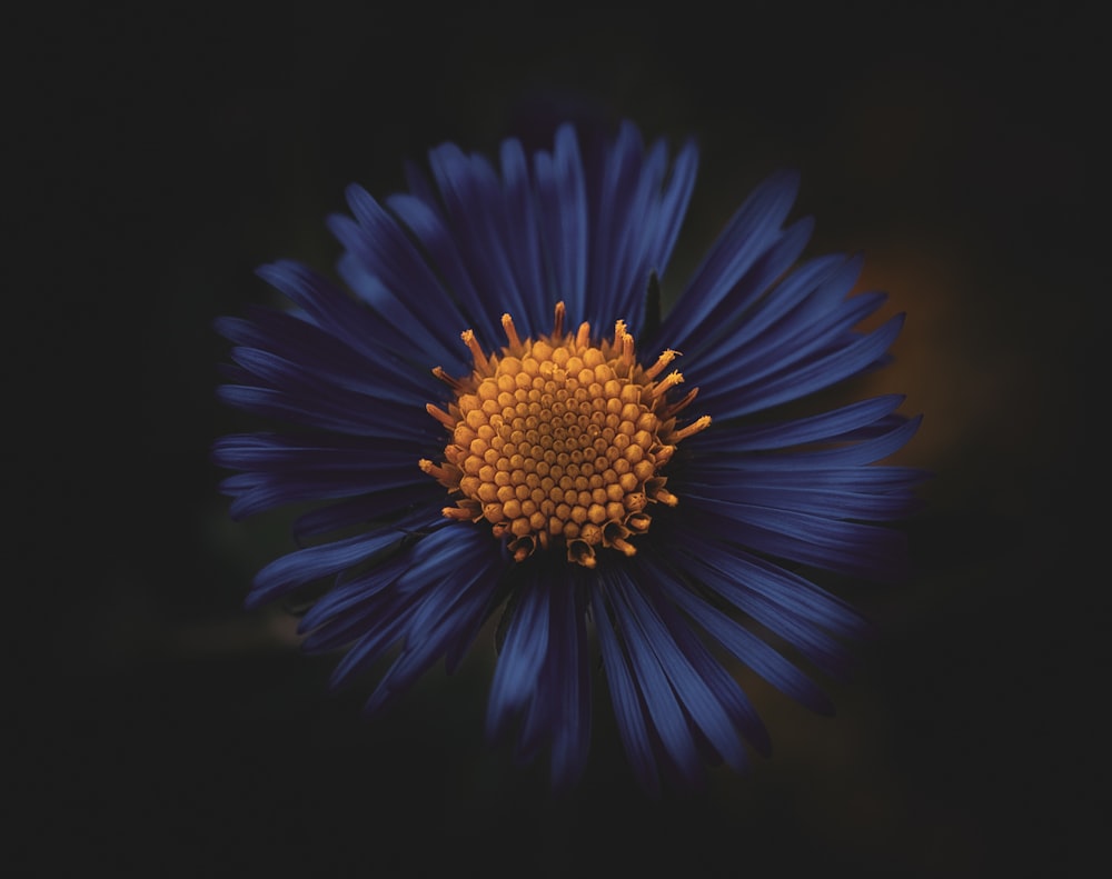 a close up of a blue flower on a black background