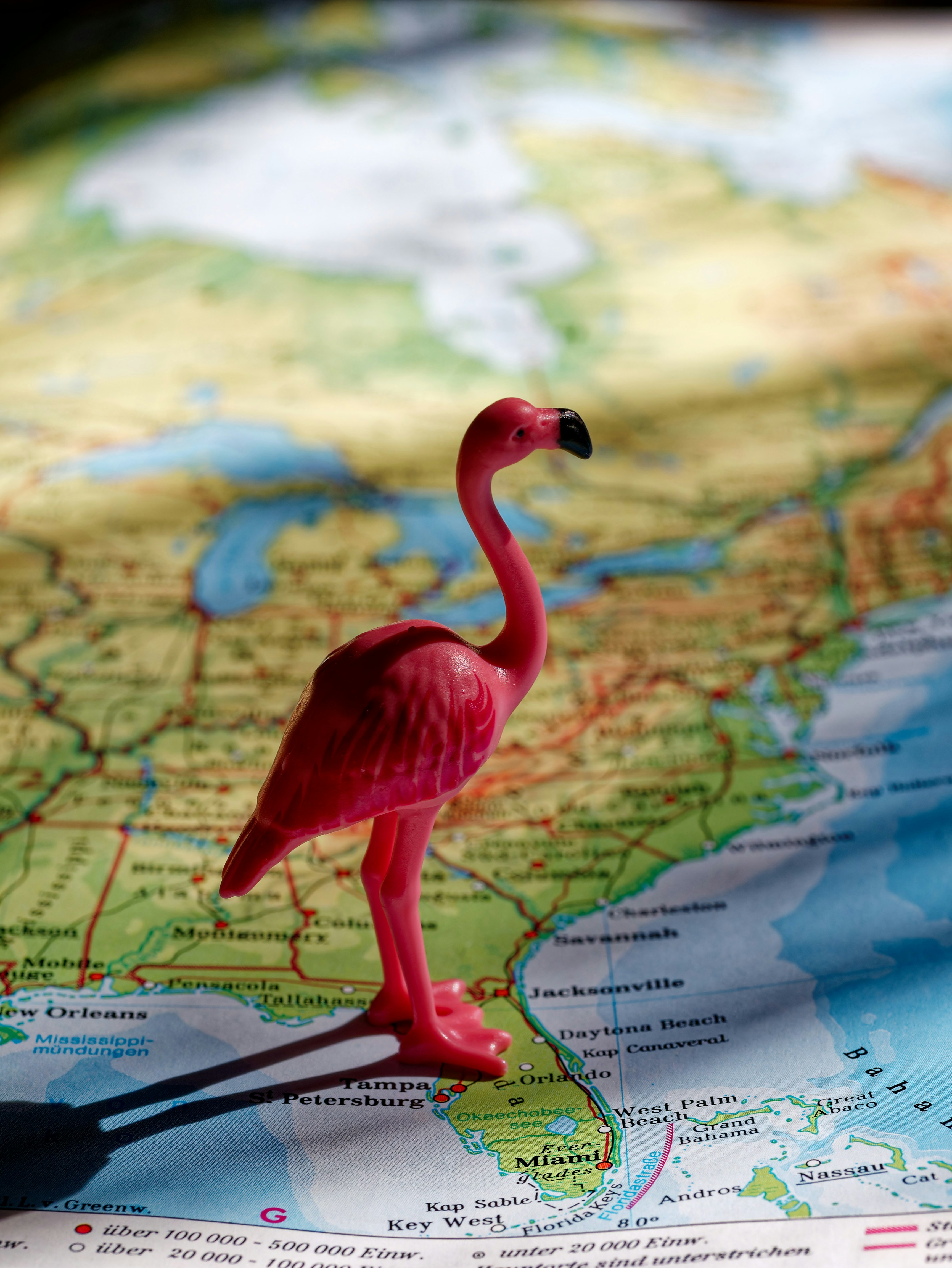 A pink toy flamingo standing on a map photo – Free Beak Image on Unsplash