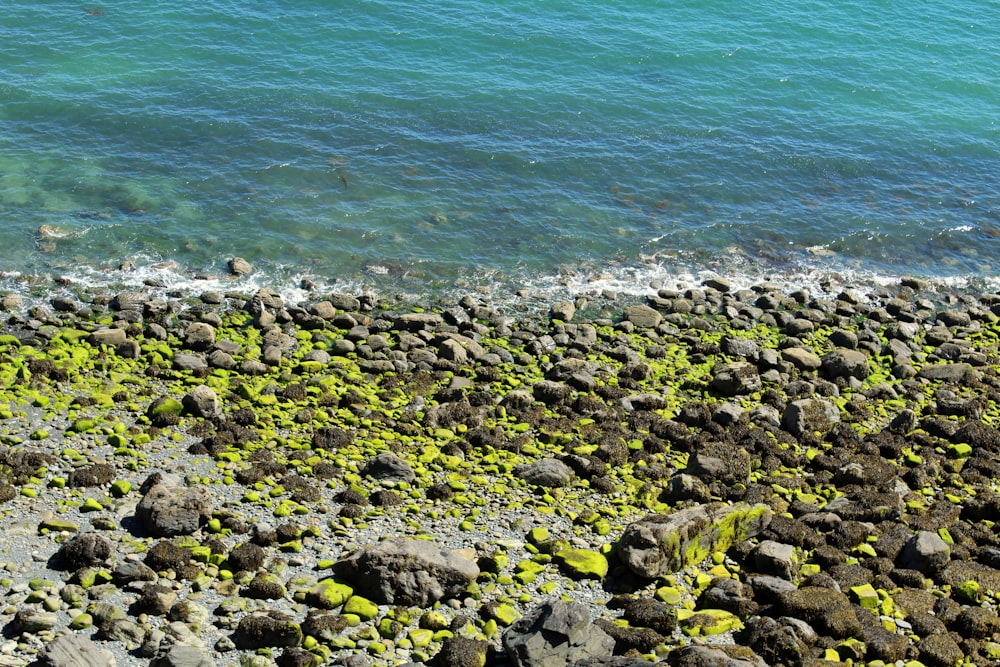 a rocky beach covered in green algae next to the ocean